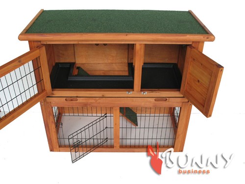 Rabbit guinea pig - rabbit, /