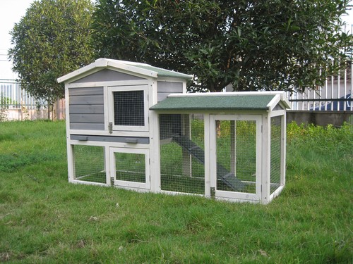 Rabbit guinea pig - guinea,