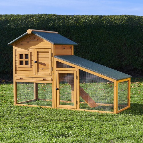 Rabbit guinea pig - rabbit,